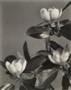 LINCOLN, EDWIN HALE. Wild Flowers of New England Photographed From Nature.